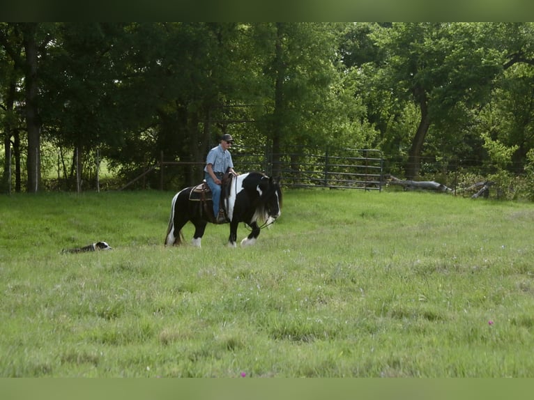 Tinker Jument 5 Ans 140 cm Pinto in Dublin