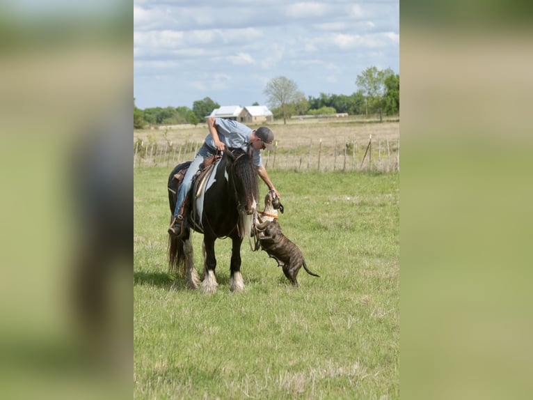 Tinker Jument 5 Ans 140 cm Pinto in Dublin
