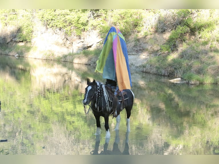 Tinker Jument 5 Ans 140 cm Pinto in Dublin