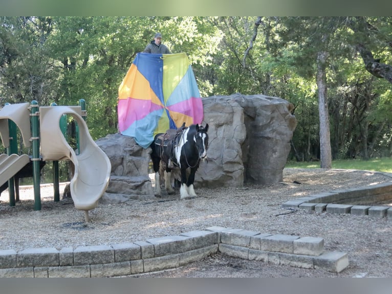 Tinker Jument 5 Ans 140 cm Pinto in Dublin