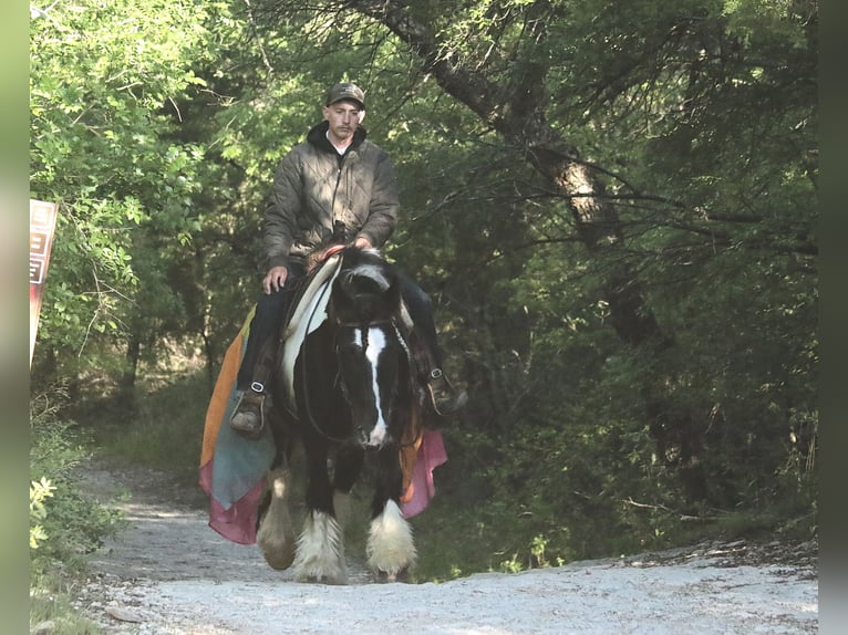 Tinker Jument 5 Ans 140 cm Pinto in Dublin