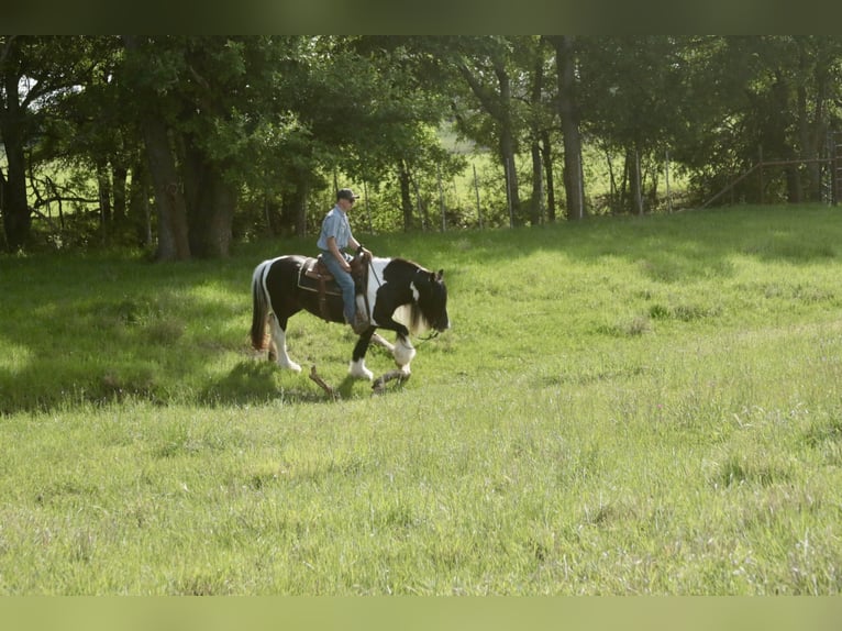 Tinker Jument 5 Ans 140 cm Pinto in Dublin
