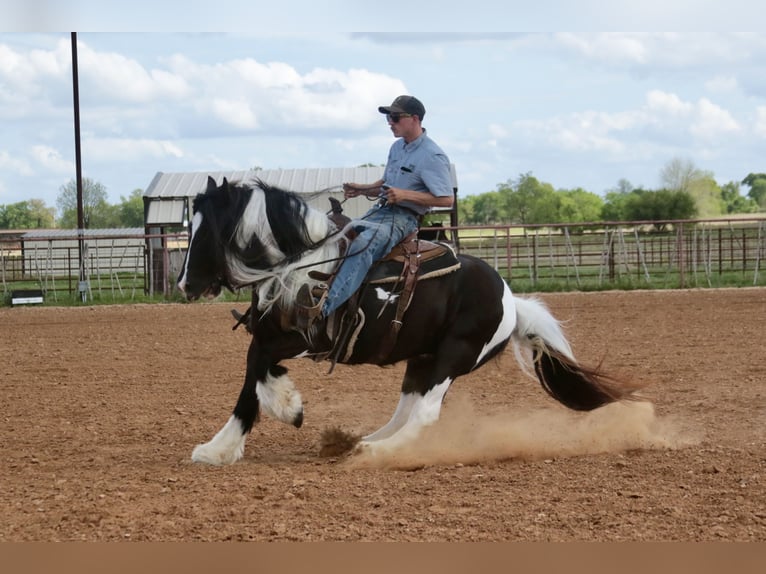 Tinker Jument 5 Ans 140 cm Pinto in Dublin