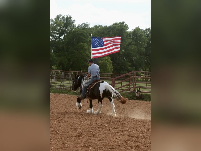 Tinker Jument 5 Ans 140 cm Pinto in Dublin