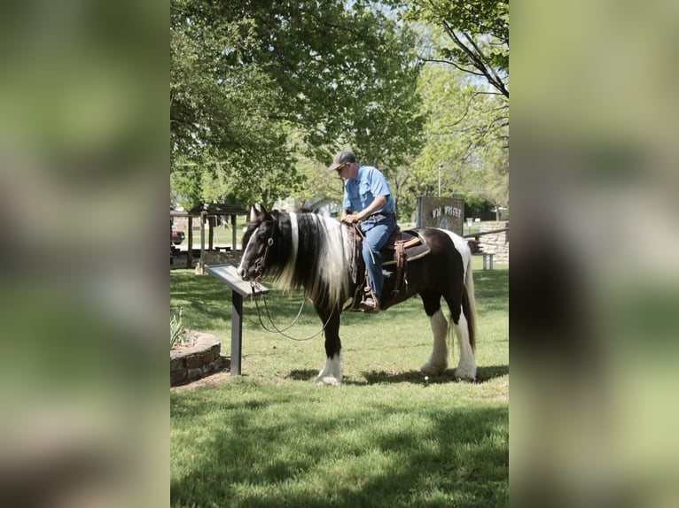 Tinker Jument 5 Ans 140 cm Pinto in Dublin