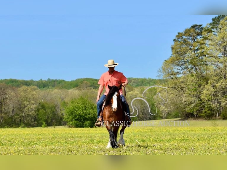 Tinker Jument 5 Ans 142 cm Bai cerise in Somerset, KY