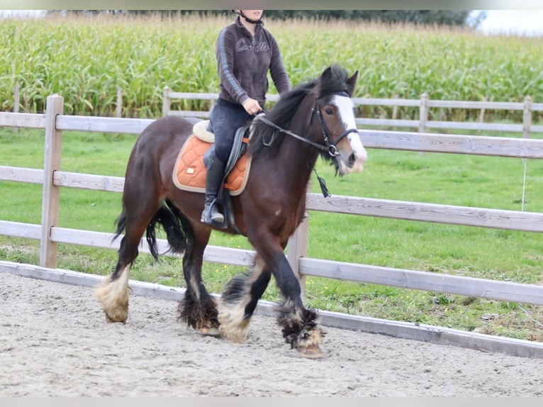 Tinker Jument 5 Ans 144 cm Bai in Bogaarden