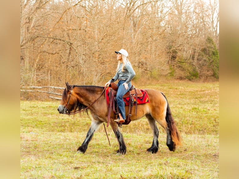 Tinker Jument 5 Ans 145 cm Bai cerise in Santa Fe