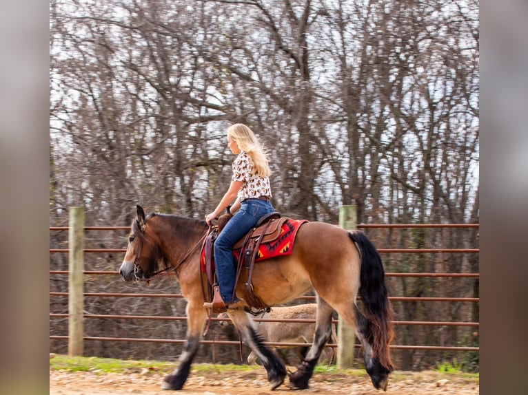 Tinker Jument 5 Ans 145 cm Bai cerise in Santa Fe
