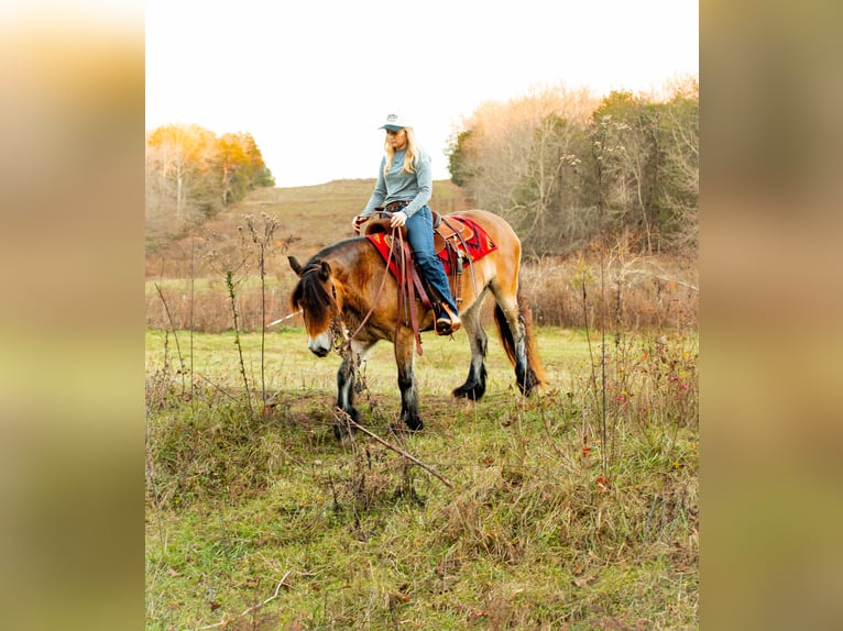 Tinker Jument 5 Ans 145 cm Bai cerise in Santa Fe