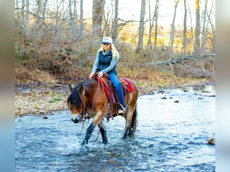 Tinker Jument 5 Ans 145 cm Bai cerise in Santa Fe