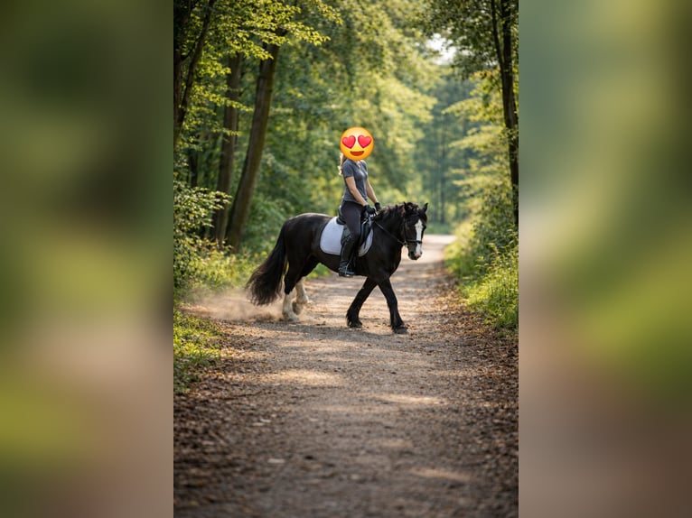 Tinker Jument 5 Ans 145 cm Noir in Bad Berleburg