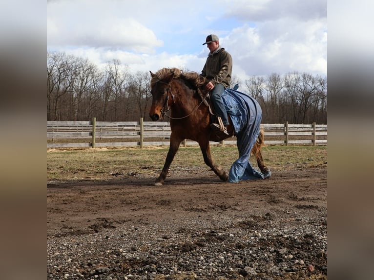 Tinker Jument 5 Ans 147 cm Bai in Howell