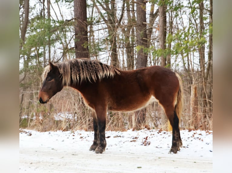 Tinker Jument 5 Ans 147 cm Bai in Howell