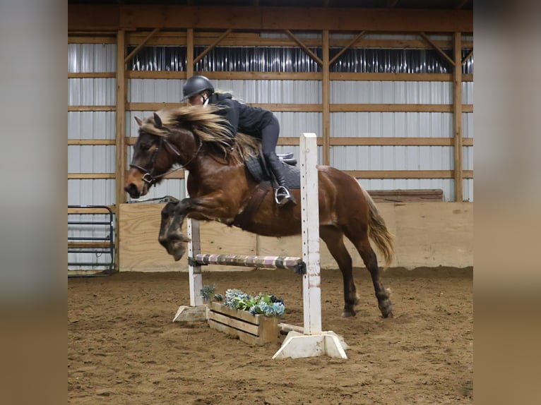 Tinker Jument 5 Ans 147 cm Bai in Howell