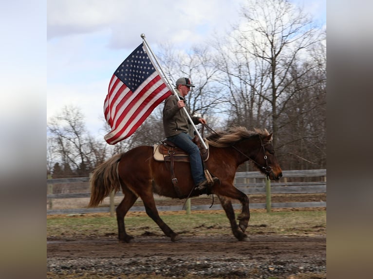 Tinker Jument 5 Ans 147 cm Bai in Howell