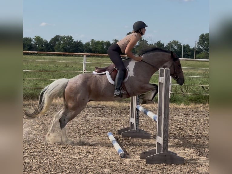 Tinker Croisé Jument 5 Ans 147 cm in Baxter Springs, KS