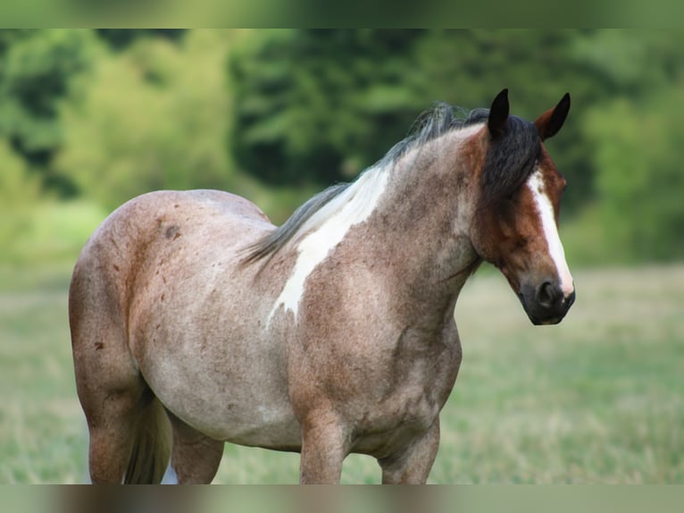 Tinker Croisé Jument 5 Ans 147 cm in Baxter Springs, KS