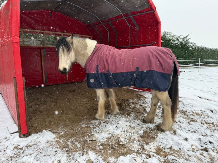 Tinker Jument 5 Ans 150 cm Buckskin in Sydower Fließ