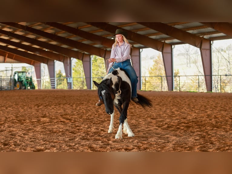 Tinker Croisé Jument 5 Ans 150 cm Pinto in Quitman