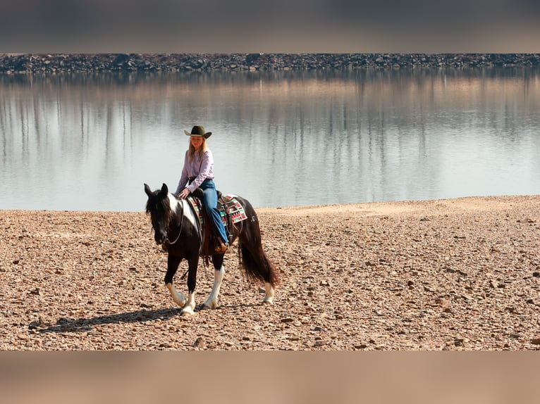 Tinker Croisé Jument 5 Ans 150 cm Pinto in Quitman