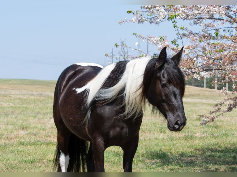 Tinker Croisé Jument 5 Ans 150 cm Pinto in Quitman