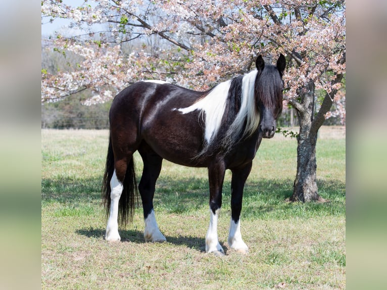 Tinker Croisé Jument 5 Ans 150 cm Pinto in Quitman