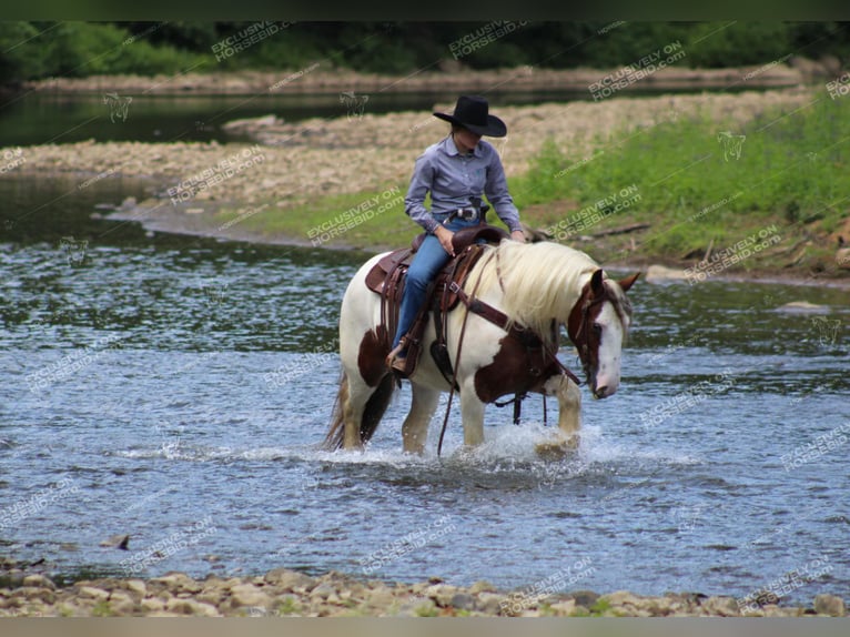 Tinker Jument 5 Ans 150 cm Pinto in Clarion, PA