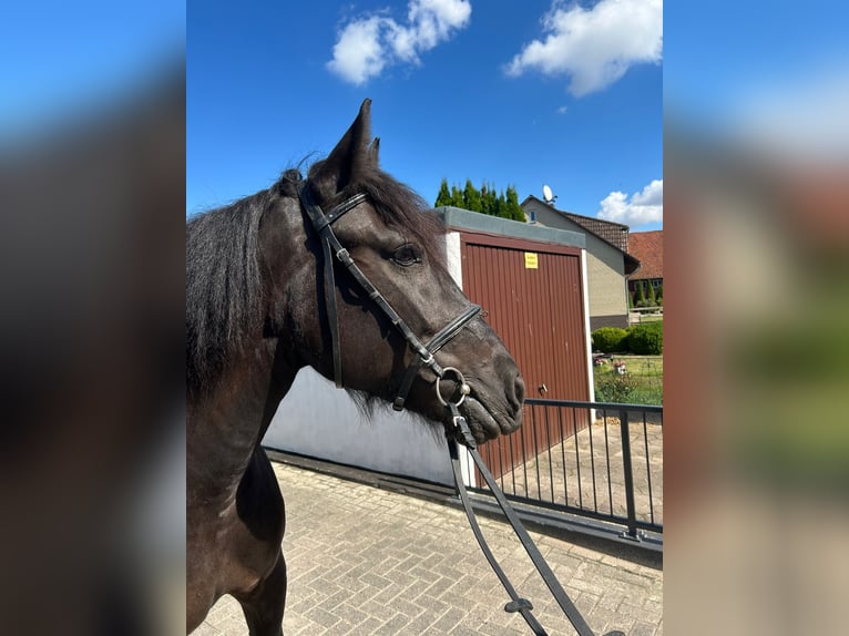 Tinker Jument 5 Ans 155 cm Noir in EinbeckEinbeck