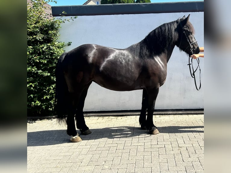 Tinker Jument 5 Ans 155 cm Noir in EinbeckEinbeck