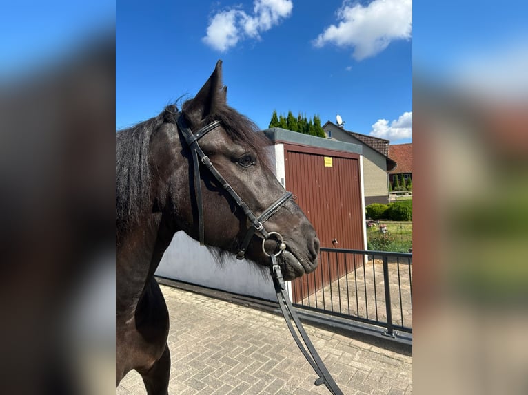 Tinker Jument 5 Ans 155 cm Noir in EinbeckEinbeck