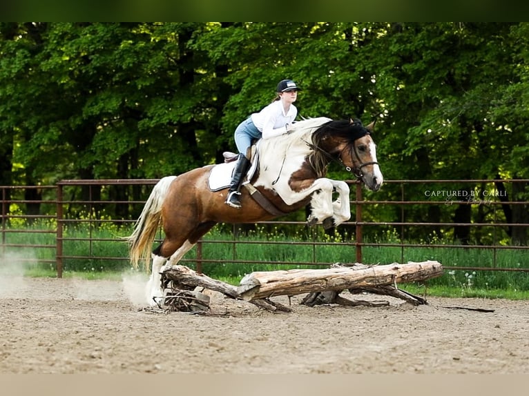 Tinker Croisé Jument 5 Ans 155 cm in Lewistown, IL