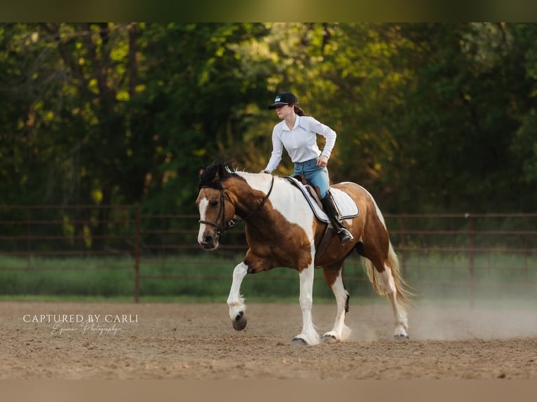 Tinker Croisé Jument 5 Ans 155 cm in Lewistown, IL