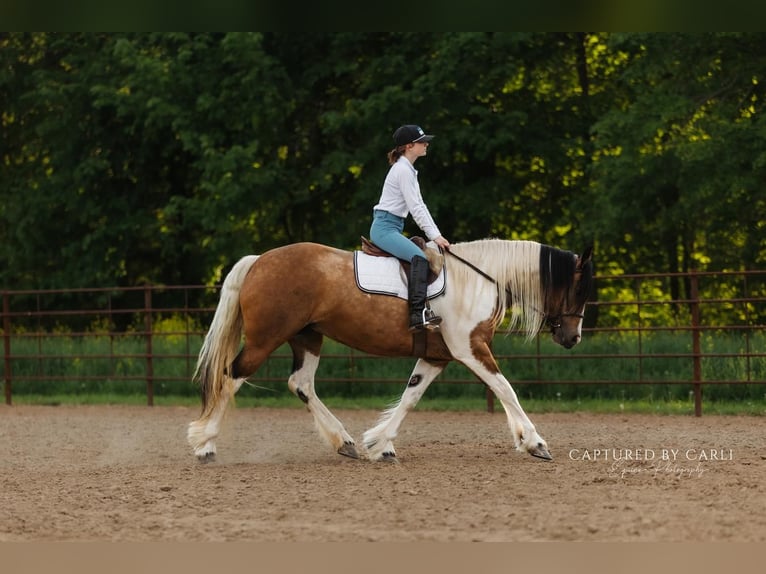 Tinker Croisé Jument 5 Ans 155 cm in Lewistown, IL