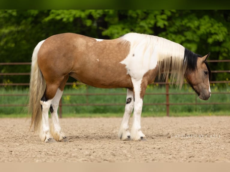 Tinker Croisé Jument 5 Ans 155 cm in Lewistown, IL