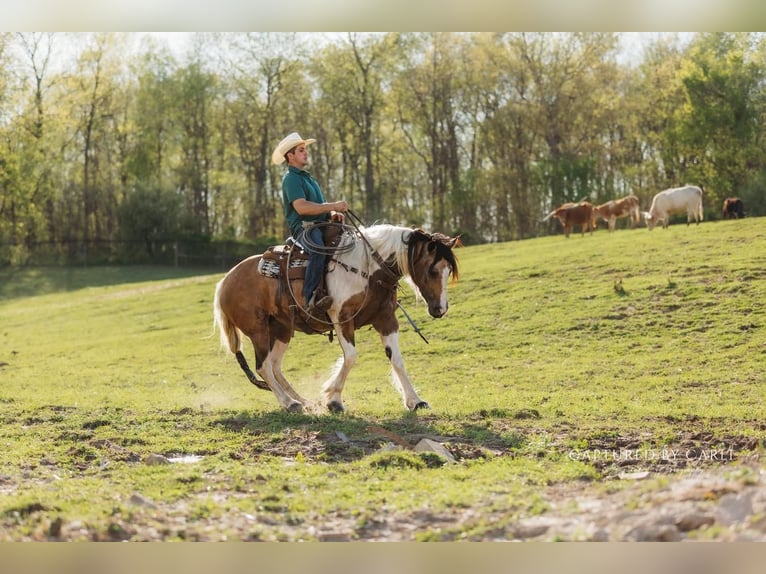 Tinker Croisé Jument 5 Ans 155 cm in Lewistown, IL