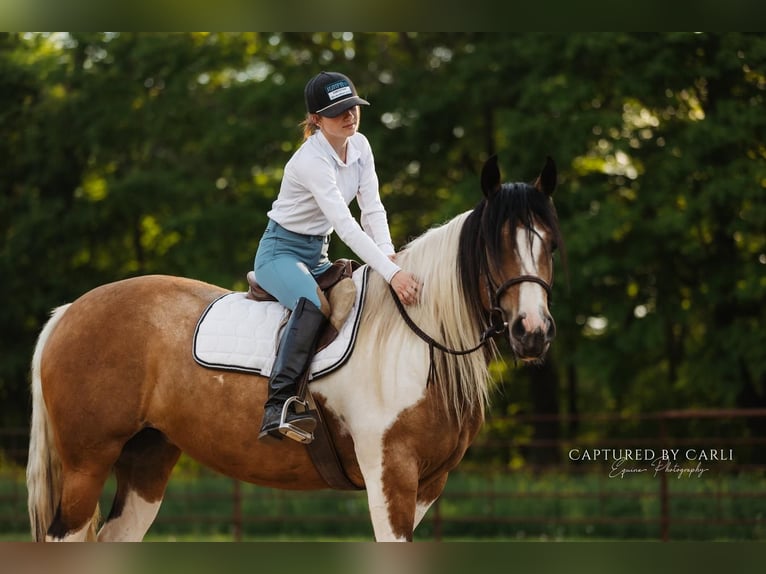 Tinker Croisé Jument 5 Ans 155 cm in Lewistown, IL