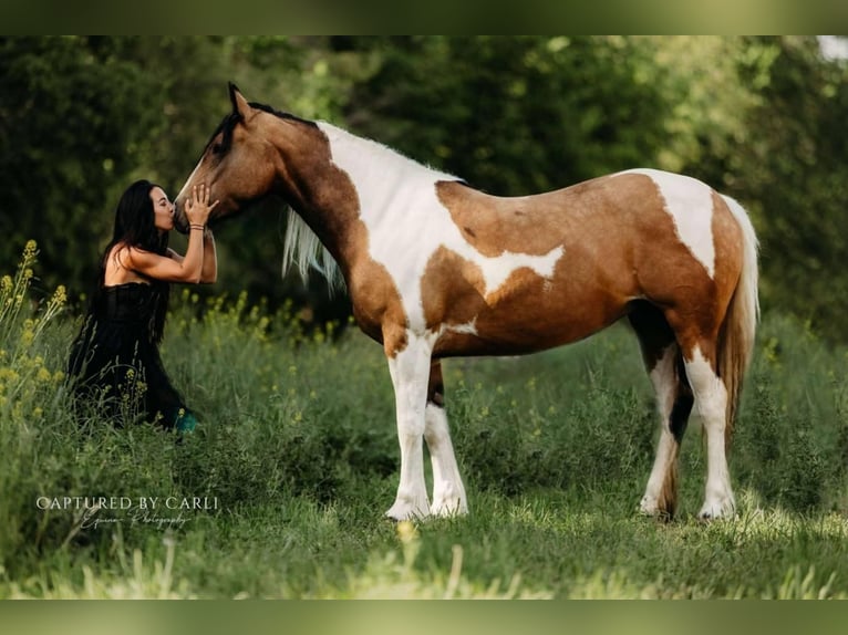 Tinker Croisé Jument 5 Ans 155 cm in Lewistown, IL