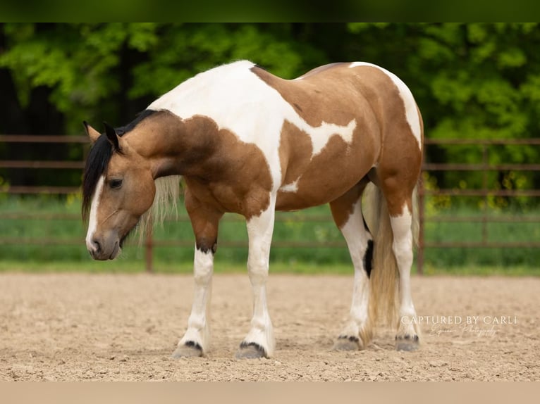 Tinker Croisé Jument 5 Ans 155 cm in Lewistown, IL