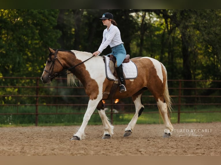 Tinker Croisé Jument 5 Ans 155 cm in Lewistown, IL