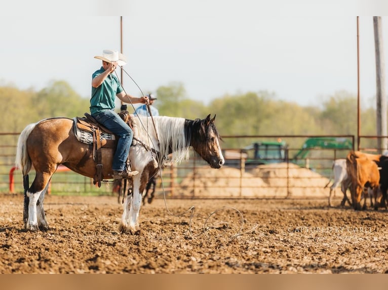 Tinker Croisé Jument 5 Ans 155 cm in Lewistown, IL