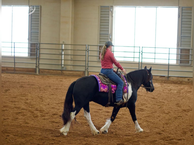 Tinker Jument 5 Ans 157 cm Noir in Fort Collins, CO