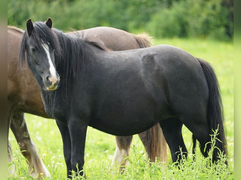 Tinker Jument 5 Ans  in tralee