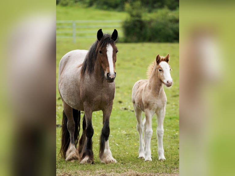 Tinker Jument 5 Ans  in tralee