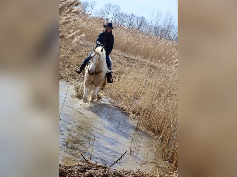 Tinker Jument 5 Ans Palomino in Howell, MI