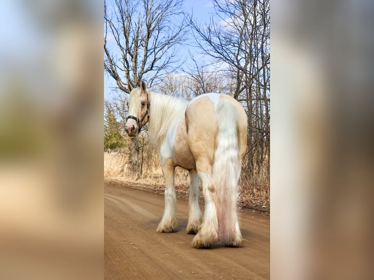 Tinker Jument 5 Ans Palomino in Howell, MI