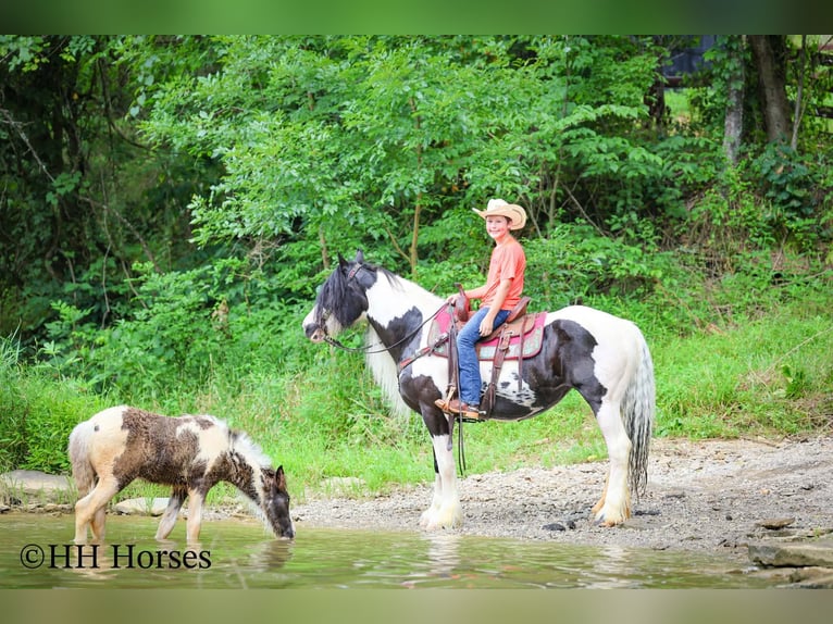 Tinker Jument 5 Ans Pinto in Flemingsburg
