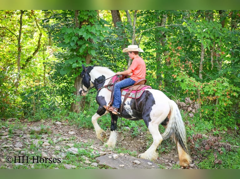 Tinker Jument 5 Ans Pinto in Flemingsburg