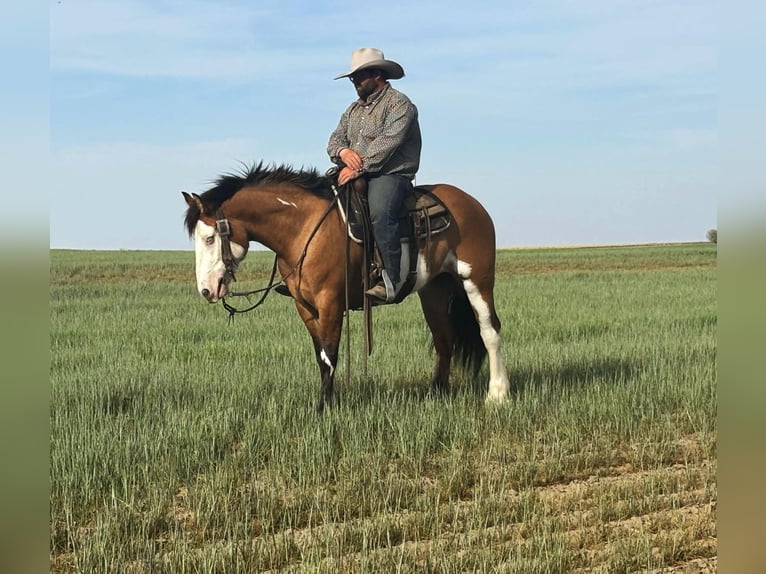 Tinker Croisé Jument 5 Ans Pinto in Clarinda