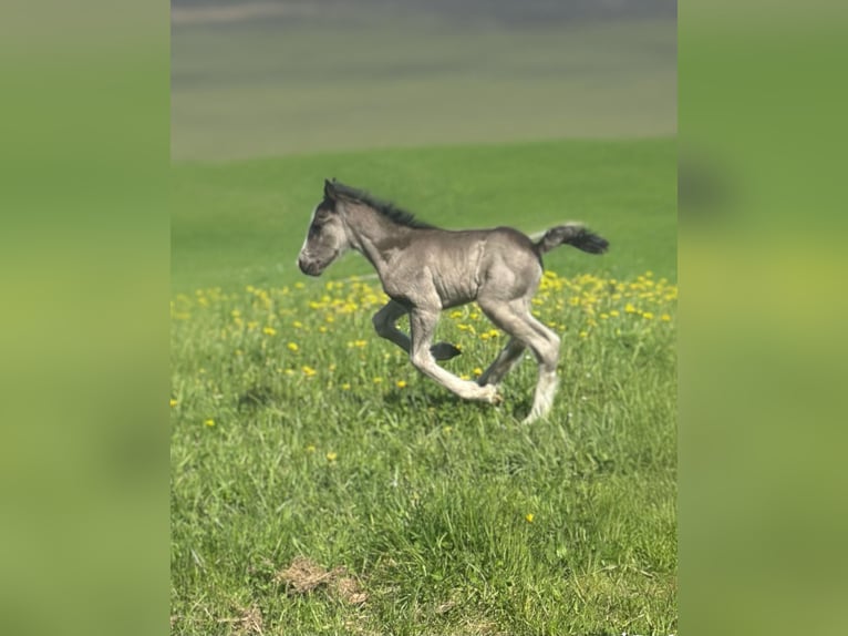 Tinker Jument 6 Ans 120 cm Pinto in Hillesheim